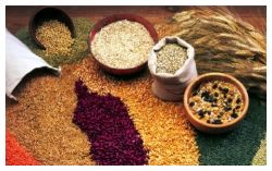 Chicago -- Grain futures closed lower on the Chicago Board of Trade Thursday, as the dollar rose against the euro and yen and crude oil prices held steady.