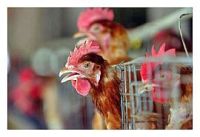 <p>So far, researchers and doctors have found that humans diagnosed with the bird flu virus caught it from birds. However, there are now increasing fears about human-to-human transmission of the bird flu virus, after doctors detected the virus in a Chinese man whose son had earlier died of bird flu.</p>
