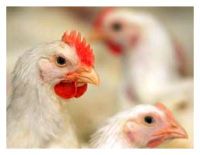<p>A 29-year-old woman and her five-year-old daughter, who died last week on the Resort Island of Bali, have been confirmed to have contracted the H5N1 strain of bird flu, becoming the first human victims on the Indonesian island of Bali.</p>
