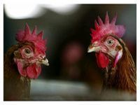 Fresh Outbreak of H5N1 Bird Flu in France