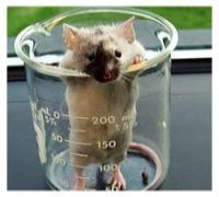 <p>Two separate teams at Cambridge and Oxford universities have discovered a type of embryonic stem cell in mice which is strikingly similar to human embryonic stem cells. The findings, published in the journal Nature, could help turn cells into treatment for an array of ailments like diabetes, Parkinson’s, Alzheimer's disease and cystic fibrosis, without the use of human embryos. Scientists are busy trying to convert stem cells to nerve, muscle and other cell types in order to help repair damaged bodies. The new findings could very well be the milestone for regenerative treatment.</p>
