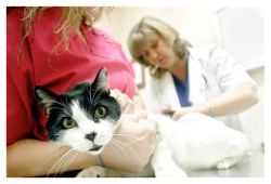 Look Out for Pet Health Insurance